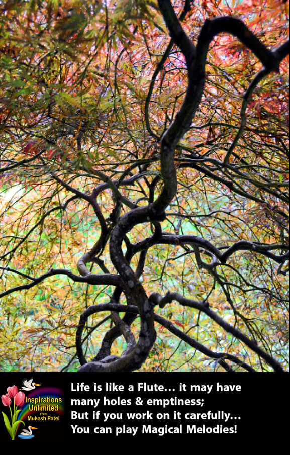 JAPANESE MAPLE TREE