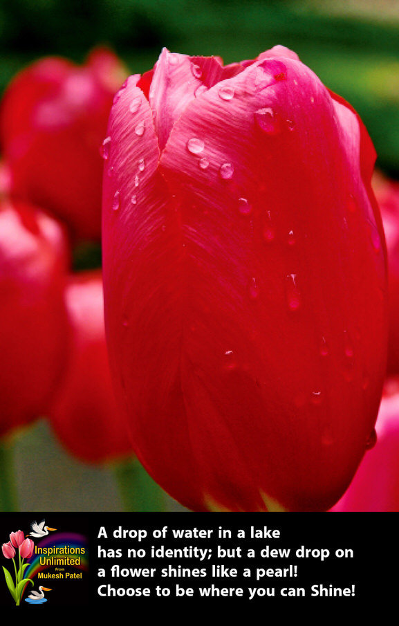 TULIP-DEW DROP