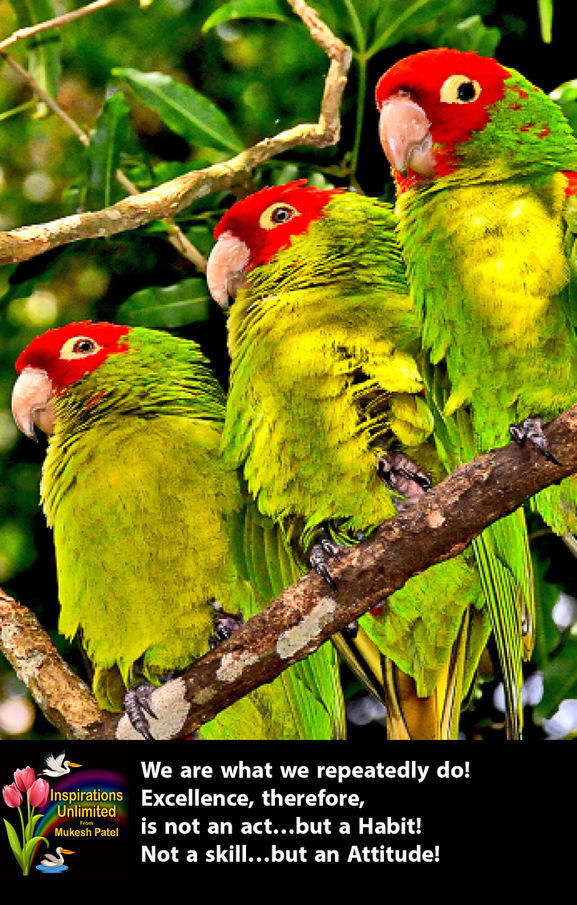 PARROTS