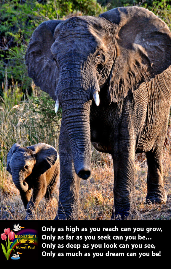 ELEPHANTS