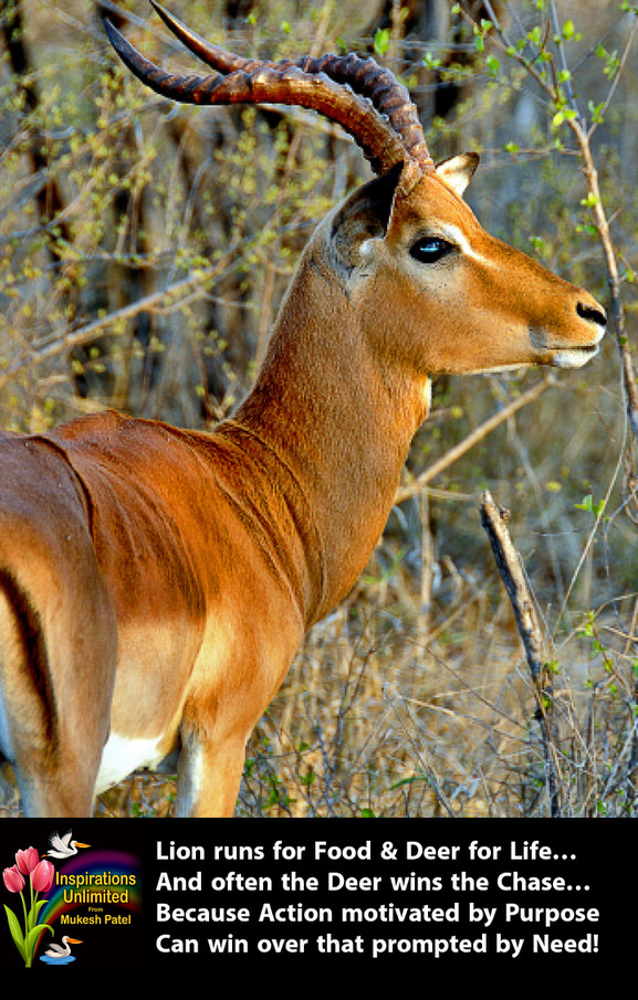 IMPALA DEER