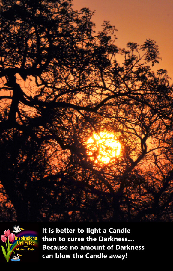 EVENING SUN THROUGH TREES