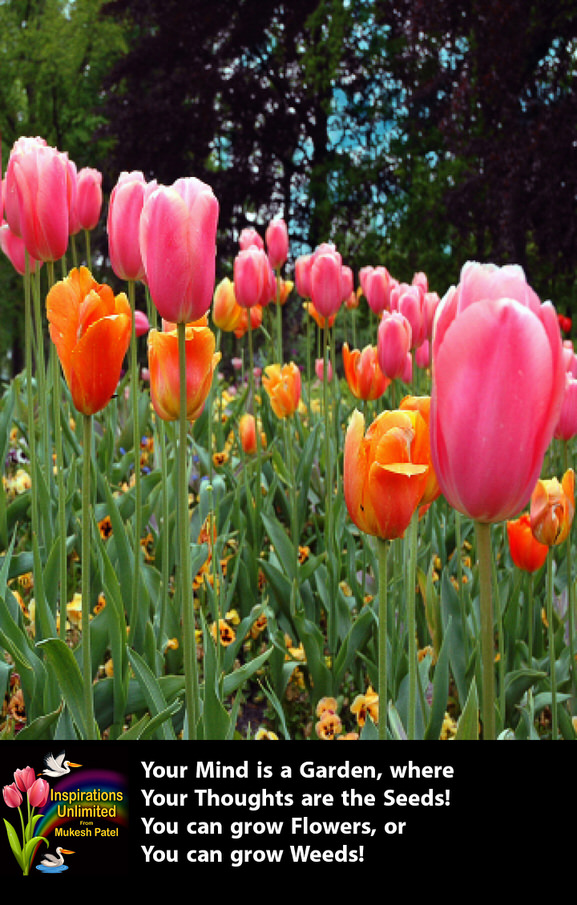 KEUKENHOF TULIPS