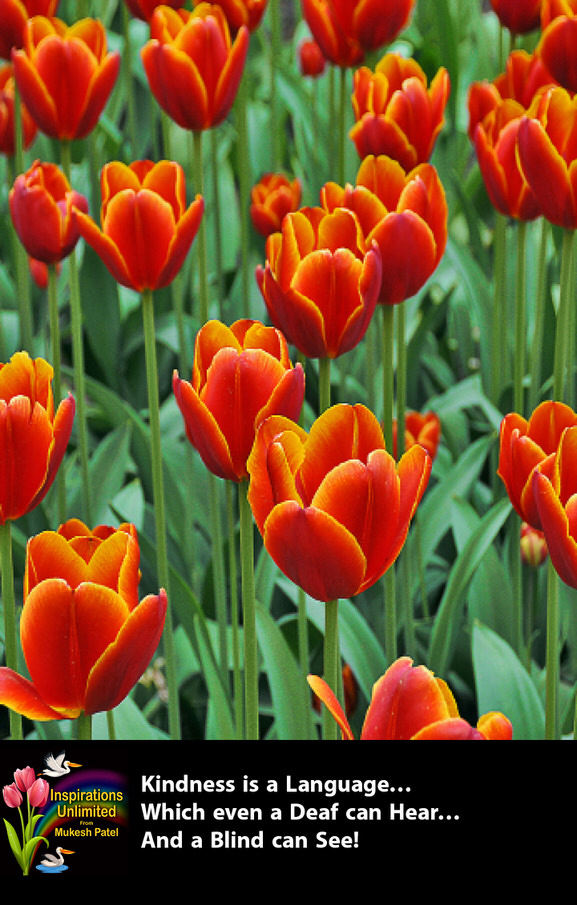 TULIPS – RED & GOLD