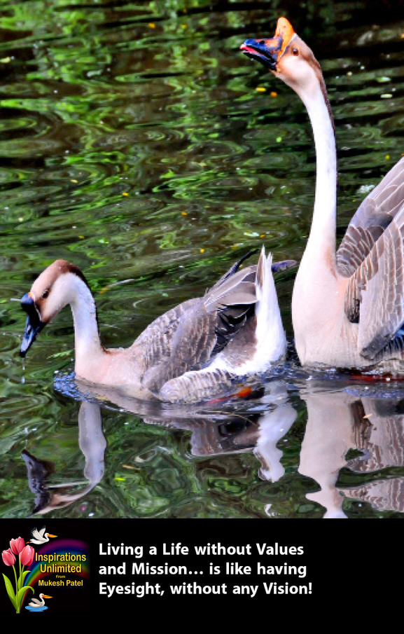 SWAN COUPLE IN DELIGHT