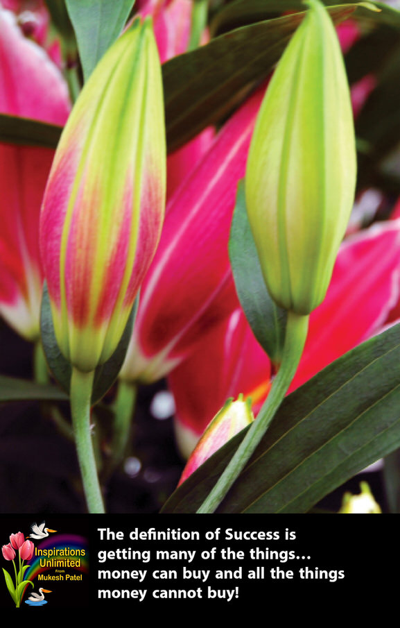 GREEN & PINK FLOWER BUDS