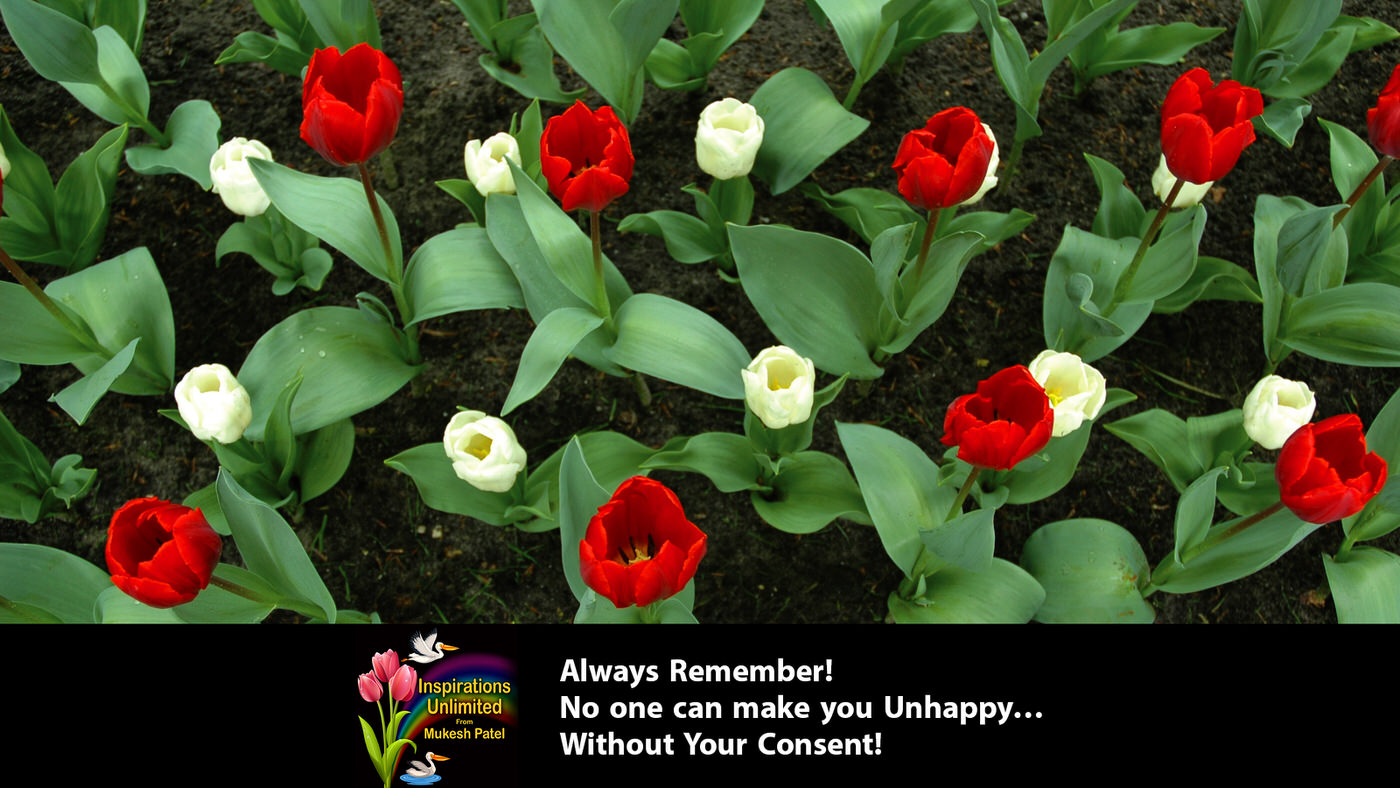 Red & White Tulips